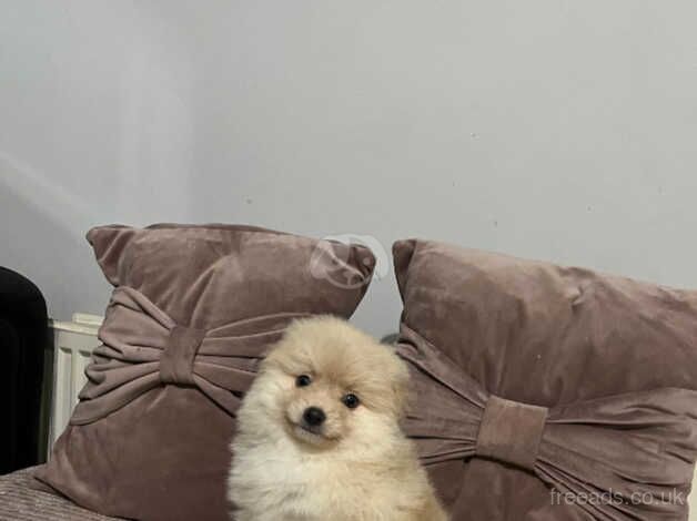 Pomeranian puppies for sale in Radcliffe, Northumberland – 10 months old - Image 3 of 5