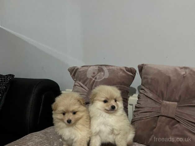 Pomeranian puppies for sale in Radcliffe, Northumberland – 10 months old - Image 4 of 5