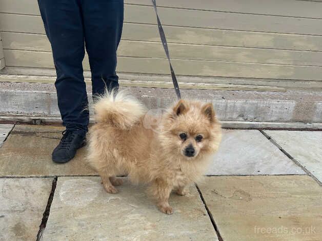 Pomeranian puppies for sale in Tewkesbury, Gloucestershire – 10 years old - Image 1 of 2