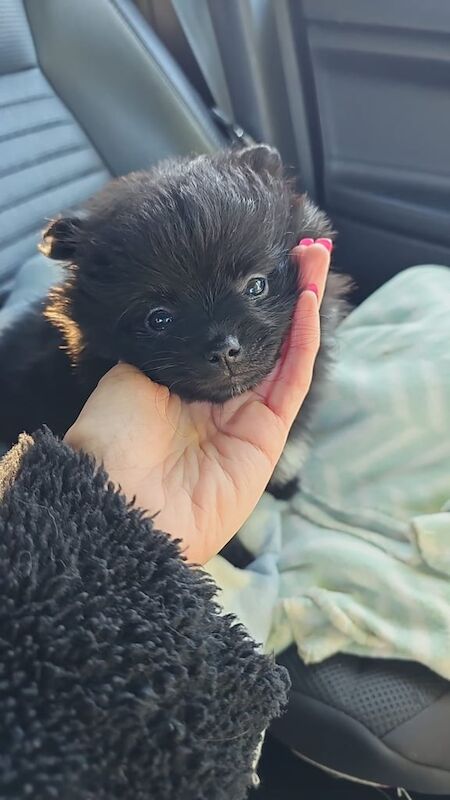 Pomeranian puppies for sale in Kingston upon Hull, East Riding of Yorkshire – 3 months old