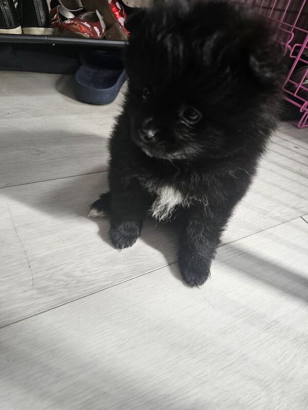 Pomeranian puppies for sale in Kingston upon Hull, East Riding Of Yorkshire β 6 months old - Image 3 of 4