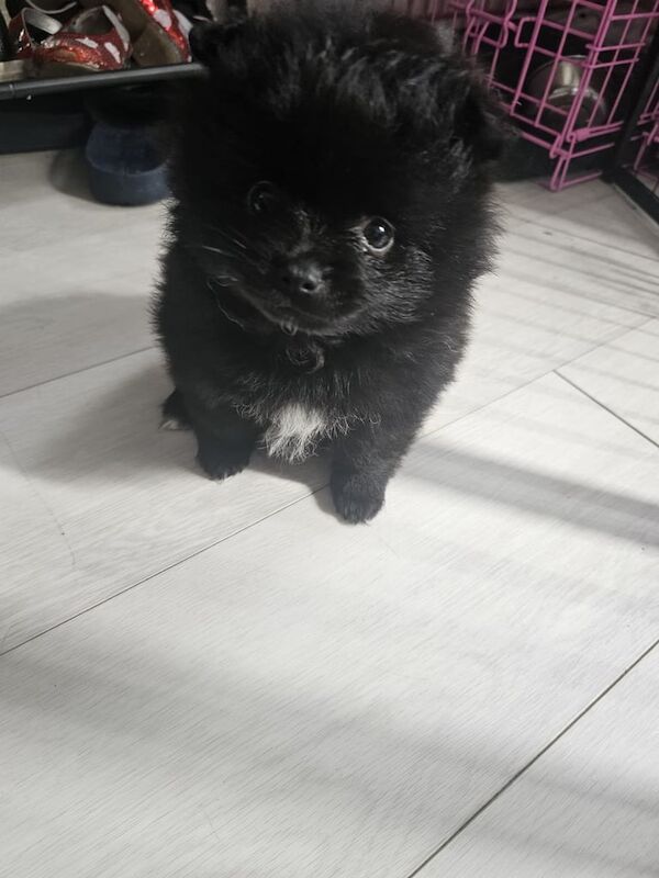Pomeranian puppies for sale in Kingston upon Hull, East Riding Of Yorkshire β 6 months old - Image 4 of 4