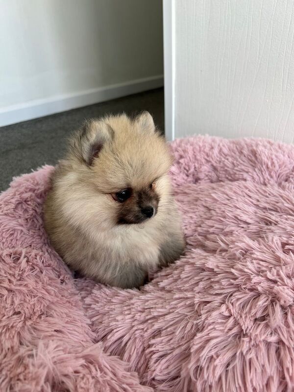 Pomeranian puppies for sale in Lingfield, Surrey – 11 weeks old