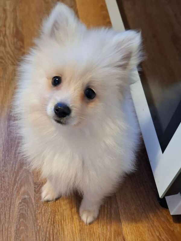 Pomeranian puppies for sale in Knowle, Bristol – 9 weeks old