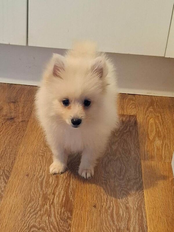 Pomeranian puppies for sale in Knowle, Bristol – 9 weeks old - Image 2 of 2