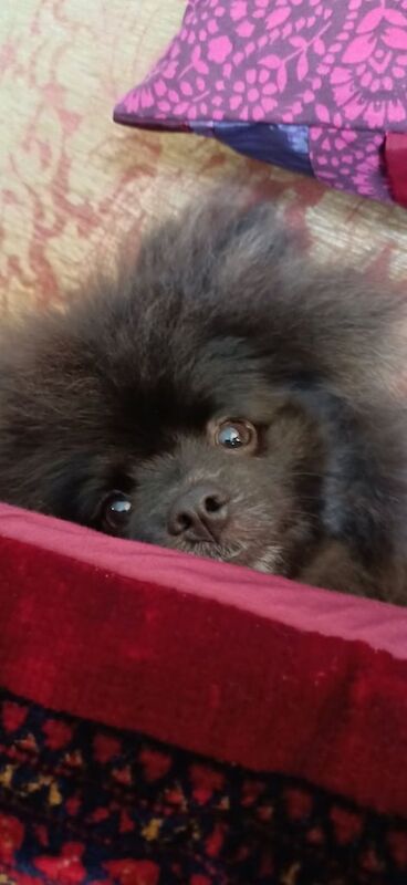 Pomeranian puppies for sale in Stafford, Staffordshire – 5 months old
