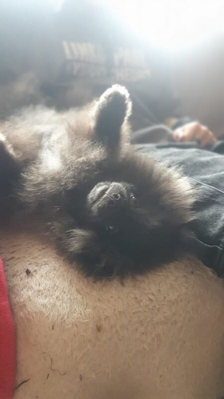 Pomeranian puppies for sale in Stafford, Staffordshire – 5 months old - Image 2 of 3