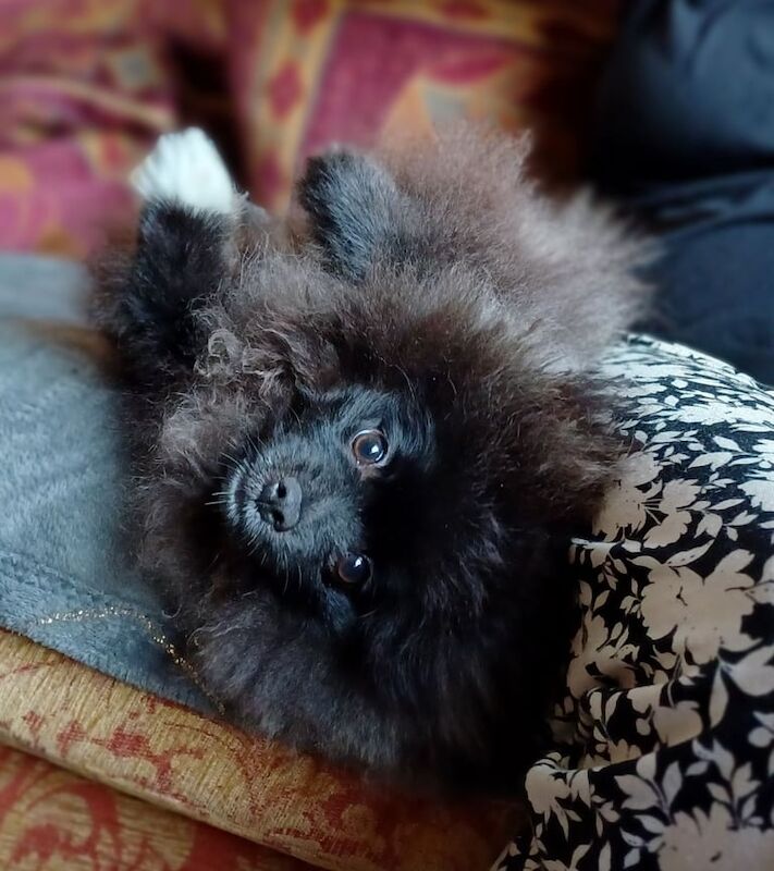 Pomeranian puppies for sale in Stafford, Staffordshire – 5 months old - Image 3 of 3
