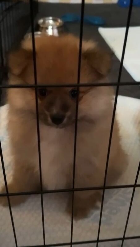 Pomeranian puppies for sale in Plymouth, Devon – 9 weeks old