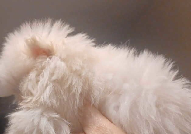 Pomeranian puppies for sale in Greenwich, Greater London – 1 year old - Image 2 of 2