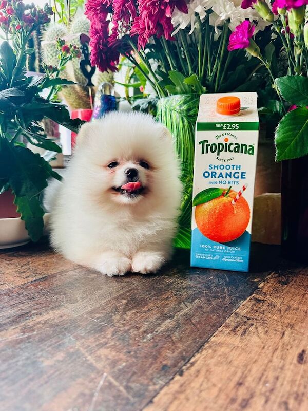 Pomeranian puppies for sale in Plaistow, London – KC registered, 1 year old - Image 2 of 3