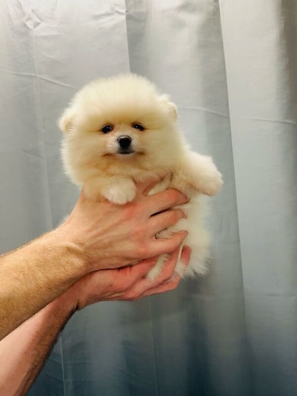 Pomeranian puppies for sale in Plaistow, London – KC registered, 1 year old - Image 3 of 3