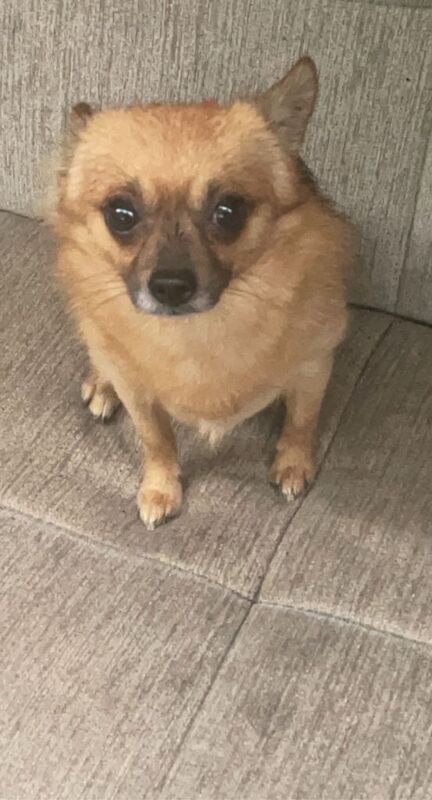 Pomeranian/Chihuahua for Sale