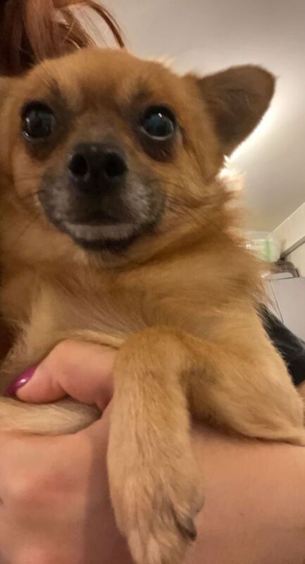 Pomeranian/Chihuahua for Sale - Image 2 of 3