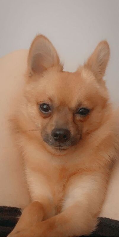 Pomeranian/Chihuahua for Sale - Image 3 of 3