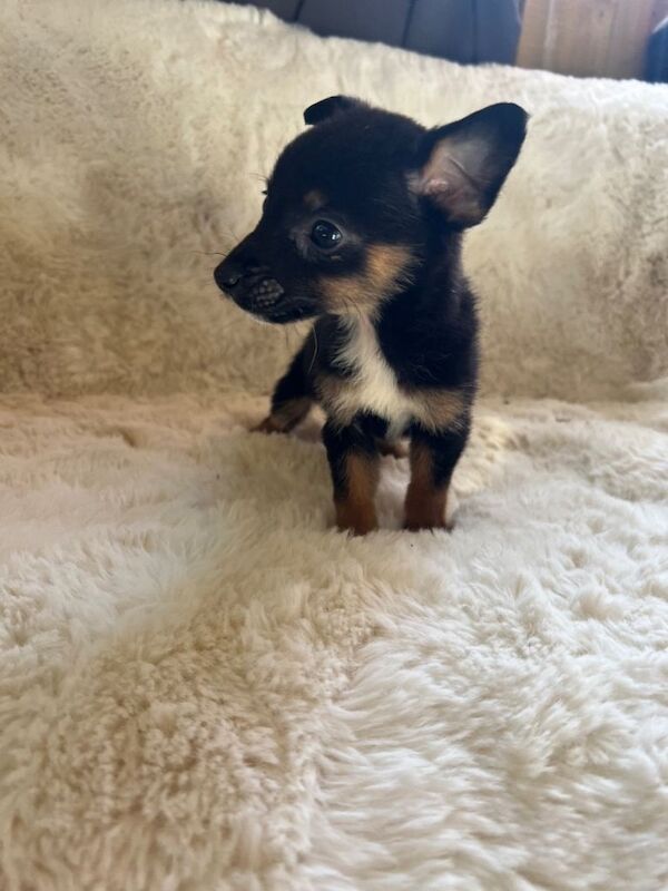 Pomeranian cross Chihuahua puppies