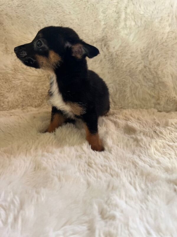 Pomeranian cross Chihuahua puppies - Image 2 of 6