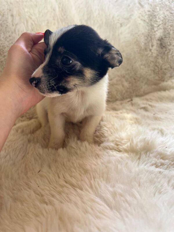 Pomeranian cross Chihuahua puppies - Image 3 of 6