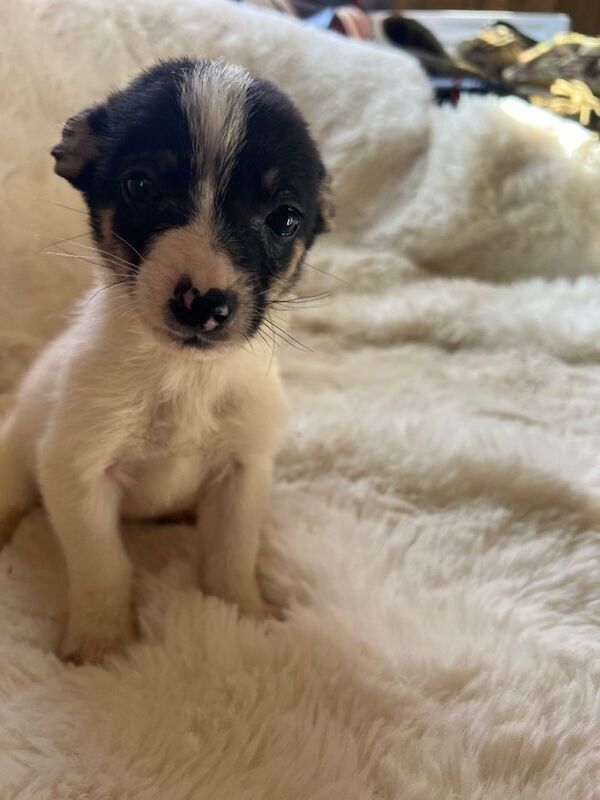 Pomeranian cross Chihuahua puppies - Image 4 of 6