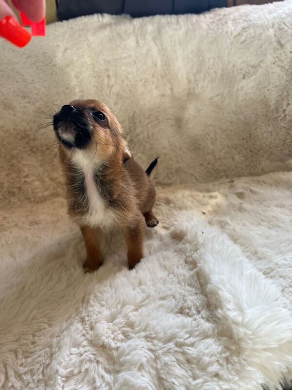 Pomeranian cross Chihuahua puppies - Image 5 of 6