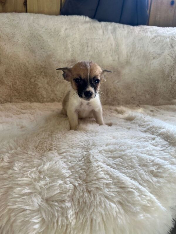 Pomeranian cross Chihuahua puppies - Image 6 of 6