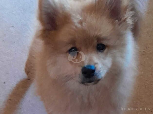 Pomeranian puppies for sale in Canvey Island, Essex – 1 year old - Image 1 of 5