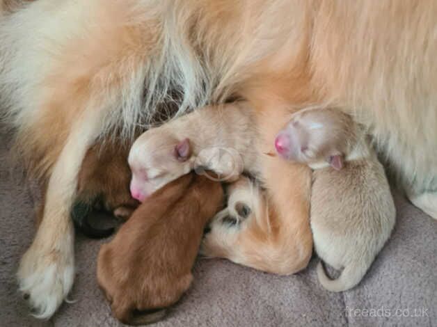 Pomeranian puppies for sale in Canvey Island, Essex – 1 year old - Image 3 of 5