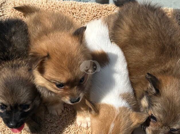 Pomeranian puppies for sale in Widnes, Cheshire – 1 year old - Image 3 of 5