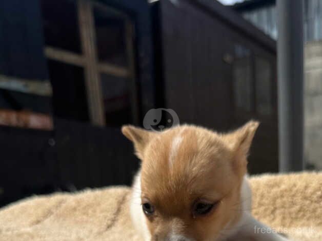 Pomeranian puppies for sale in Widnes, Cheshire – 1 year old - Image 4 of 5