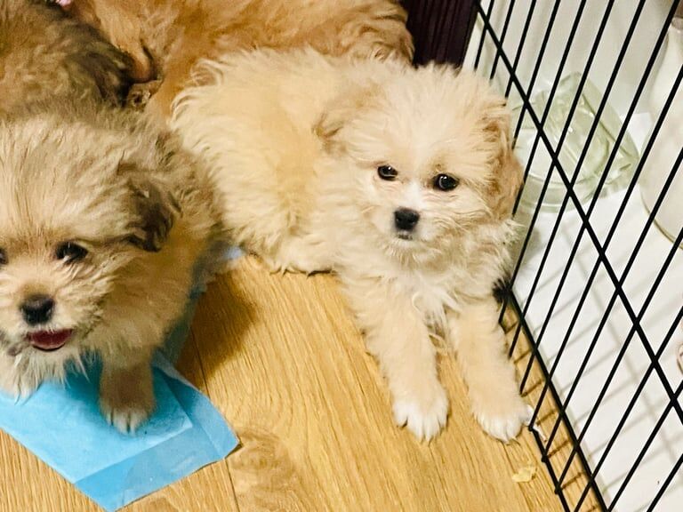 Pomeranian puppies for sale in Rattray, Perth and Kinross – KC registered, 1 year old - Image 2 of 3