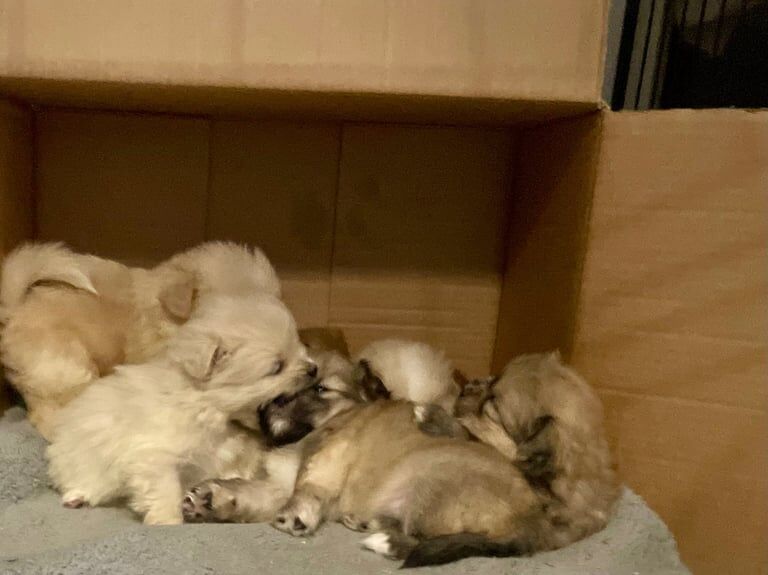 Pomeranian puppies for sale in Rattray, Perth and Kinross – KC registered, 1 year old - Image 3 of 3