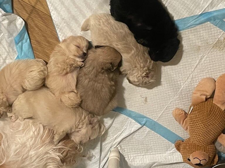 Pomeranian puppies for sale in Rattray, Perth and Kinross – KC registered, 8 weeks old