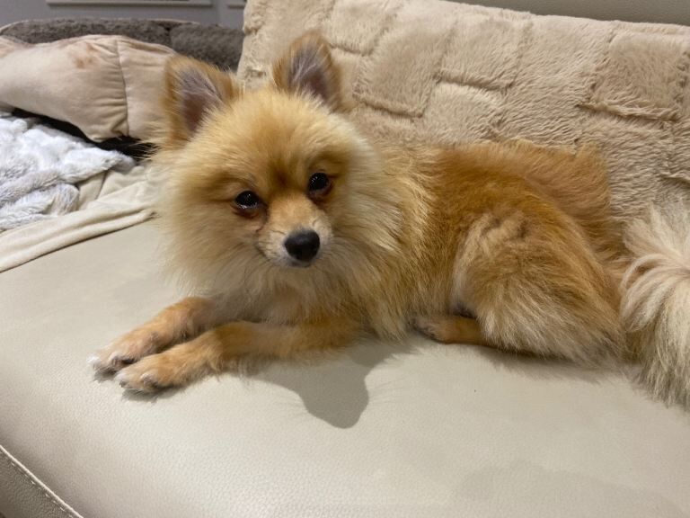 Pomeranian puppies for sale in Bessbrook, County Armagh – 1 year old
