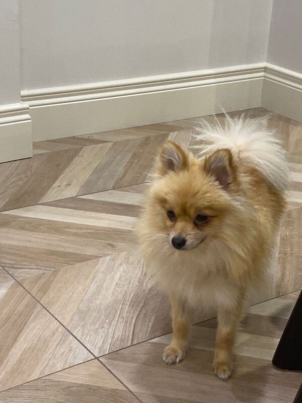 Pomeranian puppies for sale in Bessbrook, County Armagh – 1 year old - Image 2 of 2