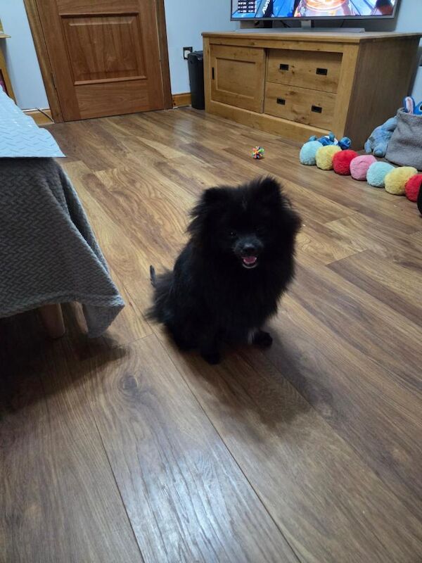 Pomeranian Dog