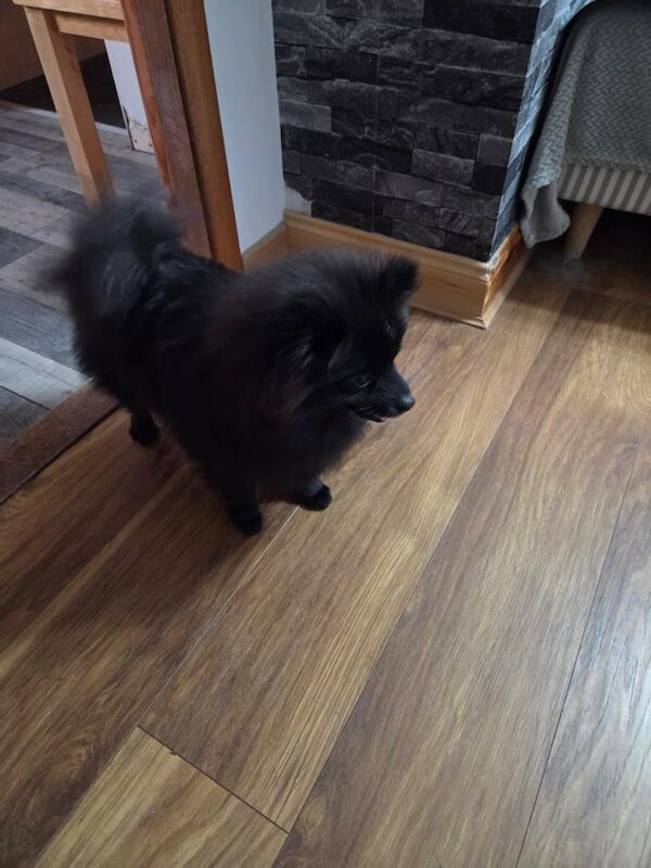 Pomeranian Dog - Image 2 of 3