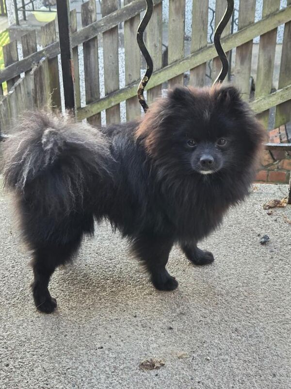Pomeranian Dog - Image 3 of 3