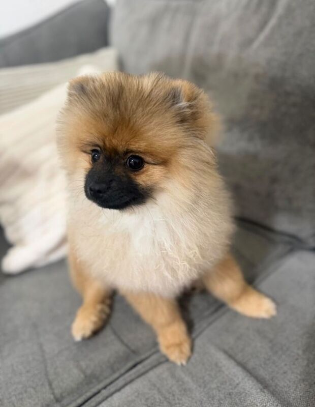 Pomeranian dog