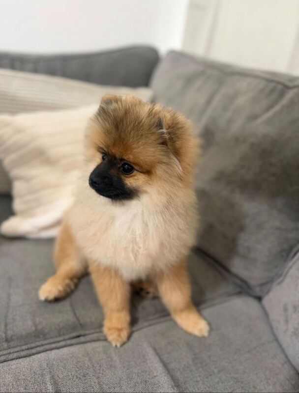 Pomeranian dog - Image 2 of 3