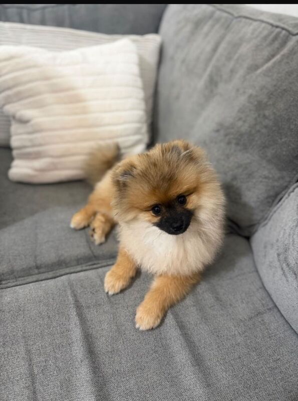 Pomeranian dog - Image 3 of 3