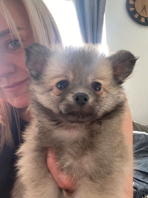 Pomeranian dogs male - Image 2 of 3