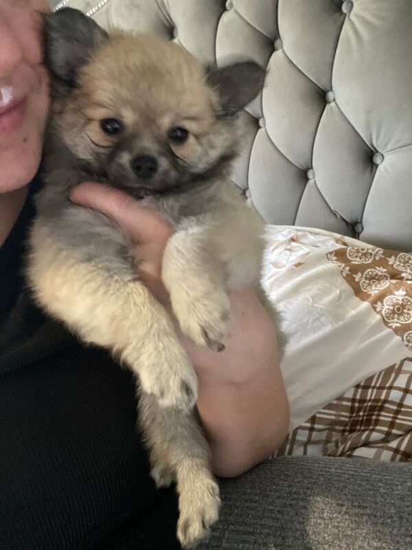 Pomeranian dogs male - Image 3 of 3
