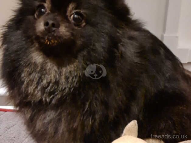 Pomeranian puppies for sale in Portsmouth, West Yorkshire – 3 years old - Image 1 of 1