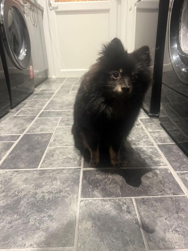 Pomeranian puppies for sale in Newport – 9 months old