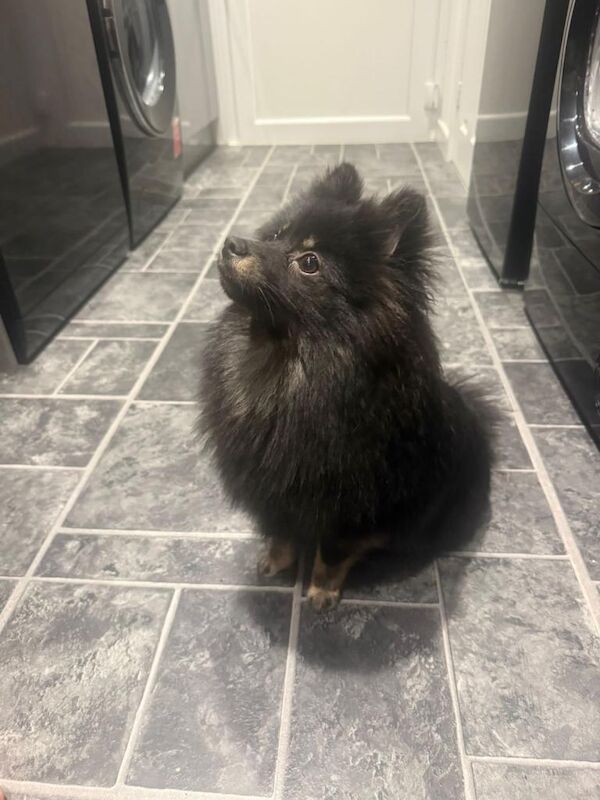 Pomeranian Female - Image 2 of 5