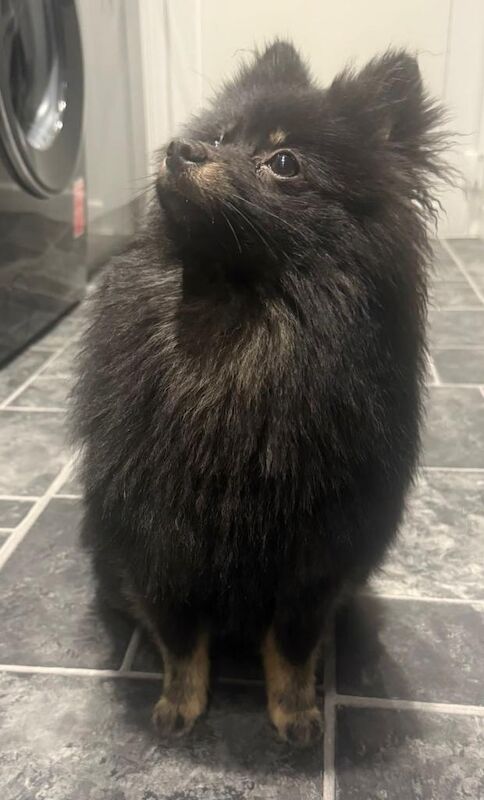 Pomeranian Female - Image 3 of 5