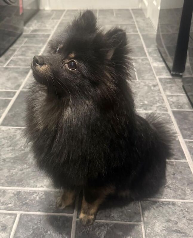 Pomeranian Female - Image 4 of 5