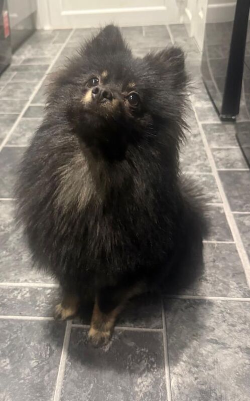 Pomeranian Female - Image 5 of 5