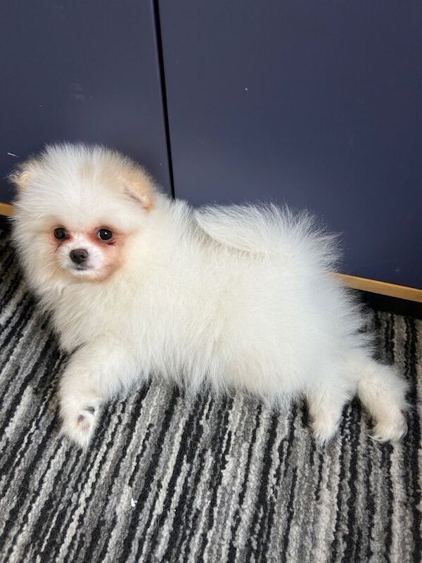 Pomeranian puppies for sale in Camden Hill, Kent – 5 months old - Image 2 of 3