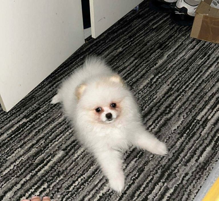 Pomeranian puppies for sale in Camden Hill, Kent – 5 months old - Image 3 of 3